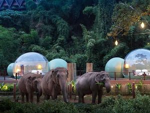 Foto: Hotel Gelembung Kaca di Hutan Gajah Seharga 7,9 Juta