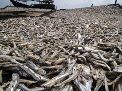 Tak Capai Target, Ekspor Perikanan RI Rp 97 T, Paling Banyak ke AS