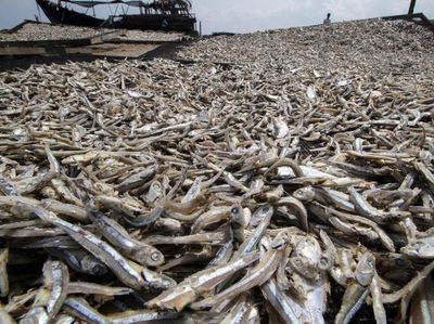 Ikan Teri di Aceh Tembus Pasar Ekspor Malaysia