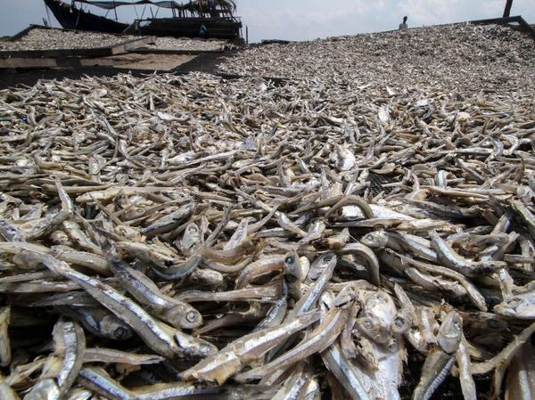 Ikan Teri di Aceh Tembus Pasar Ekspor Malaysia