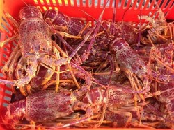 Pekerja Ternak Lobster Asal Indonesia di Australia Lihat Dampak Virus Corona