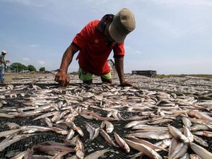 Tertinggi Sejak 2014! Sektor Kelautan Perikanan Sumbang Rp 1,87 T ke Negara