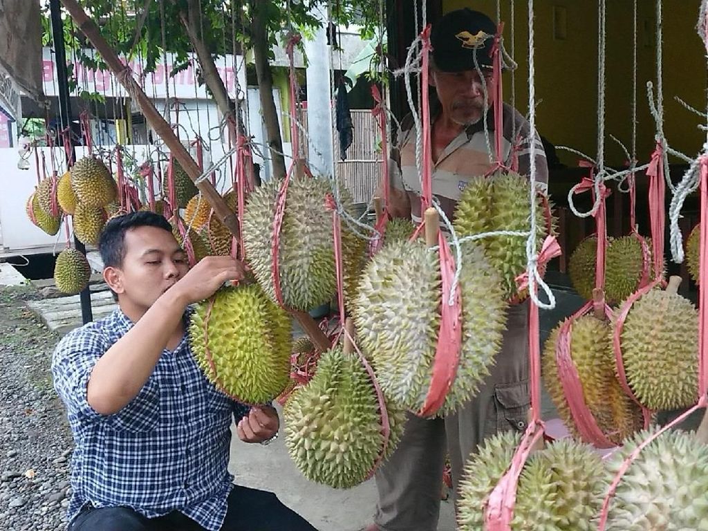 Inilah Saatnya Berpesta Durian di Surga Durian Pesisir Selatan