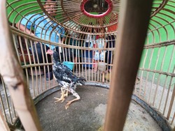 Ayam Siliwangi Berkaki 4 di Bekasi Dijual Rp 5 M, Ada yang Mau?