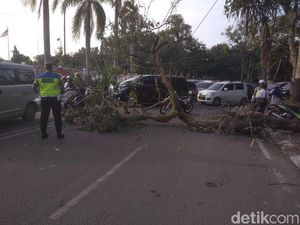 Pohon Tumbang Timpa Pemotor di Medan, Lalu Lintas Macet