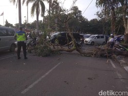 Pohon Tumbang Timpa Pemotor di Medan, Lalu Lintas Macet
