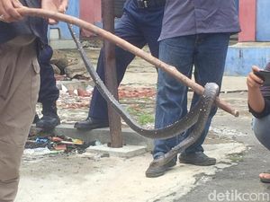BBKSDA Jabar Selamatkan Dua Ular Mematikan di Cirebon