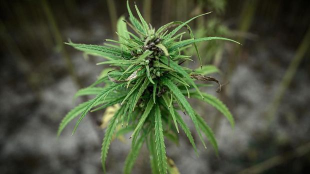 Sejumlah negara memang sudah melegalkan penggunaan ganja