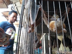 Antisipasi Virus Corona, Pemkot Solo Pantau Perdagangan Kelelawar