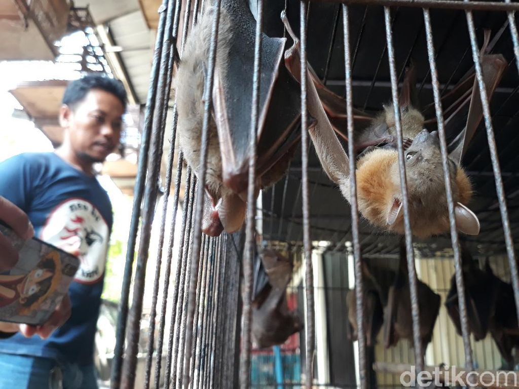 Antisipasi Virus Corona, Pemkot Solo Pantau Perdagangan Kelelawar Antisipasi Virus Corona, Pemkot Solo Pantau Perdagangan Kelelawar