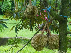 Nikmati Alam Sambil Makan Durian di Warso Farm di Bogor