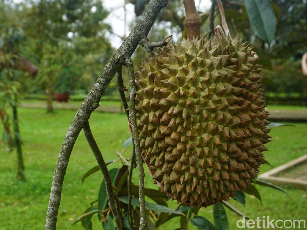 Pencinta Durian, Ini 5 Daerah Penghasil Durian Terbaik di Pulau Jawa