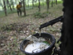 Basuki Beli Karet Petani Rp 100 M untuk Campuran Aspal