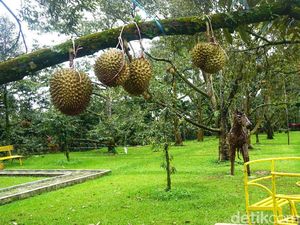 Asyik! Di Kebun Ini Bisa Bersantai Sambil Cicipi Beragam Durian Lezat