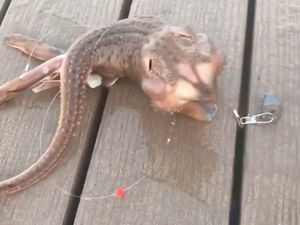 Heboh Nelayan Tangkap Ikan Alien, Netizen Kebingungan