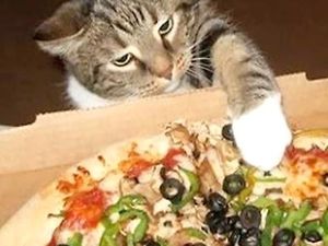 Meong! Kocaknya Aksi Para Kucing yang Ketahuan Mencuri Makanan Meong! Kocaknya Aksi Para Kucing yang Ketahuan Mencuri Makanan