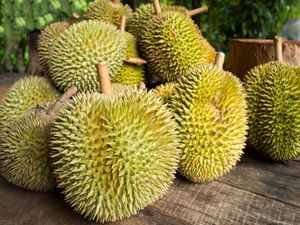 Kenyang Makan Durian di Sentra Durian Kalibata Kenyang Makan Durian di Sentra Durian Kalibata