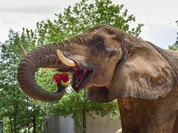 Akrab dan Kompak! Momen Seru Orang yang Makan Bareng Hewan