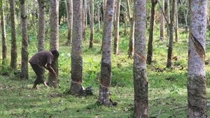 Harga Karet Turun Imbas Mewabahnya Virus Corona
