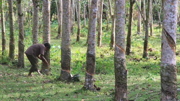 Harga Karet Turun Imbas Mewabahnya Virus Corona