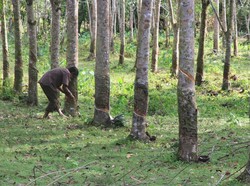 Ini Penyebab Realisasi Ekspor Karet dari Sumut Anjlok