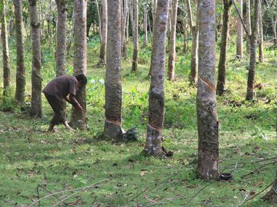 Harga Karet Turun Imbas Mewabahnya Virus Corona