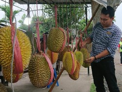 Pencinta Durian, Trenggalek Sedang Banjir Durian Enak!