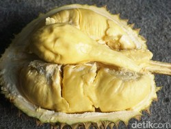 Durian Asli Indonesia yang Berdaging Tebal dan Legit Creamy Rasanya