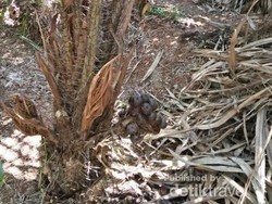 Liburan ke Taman Buah Mekarsari, Ada Apa Saja?