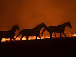 Karhutla di Australia Kembali Mengancam