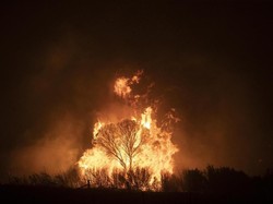 Bakar Lahan untuk Buka Perkebunan, 4 Pria di Jambi Ditetapkan Tersangka
