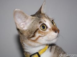 Viral Aksi Wanita di Medan Kejar Pencuri Kucing Bermodal Rekaman CCTV