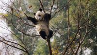 Potret Panda-panda yang Menggemaskan di China