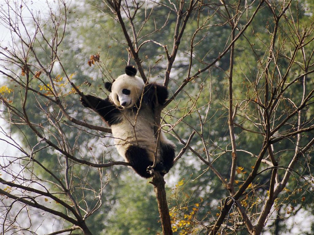 Potret Panda-panda yang Menggemaskan di China Potret Panda-panda yang Menggemaskan di China