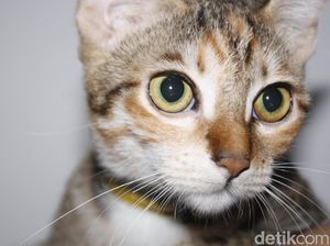 Polisi Beberkan Motif Lansia Siksa Kucing di Batam: Dagingnya Dikonsumsi Polisi Beberkan Motif Lansia Siksa Kucing di Batam: Dagingnya Dikonsumsi