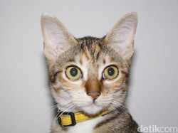 Dear Penyayang Kucing, Ini Dia Tips Agar Si Pus Tak Terjangkit Distemper