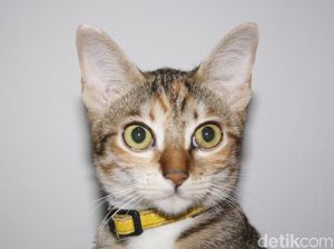 Dear Penyayang Kucing, Ini Dia Tips Agar Si Pus Tak Terjangkit Distemper Dear Penyayang Kucing, Ini Dia Tips Agar Si Pus Tak Terjangkit Distemper