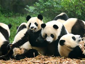 Imbas Corona, Kanada Pulangkan 2 Panda ke China