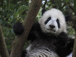 Virus Corona Vs Panda China yang Menggemaskan