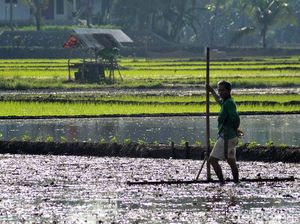 Petani Bakal Dapat Bantuan Rp 600.000, Bagaimana Pengawasannya?