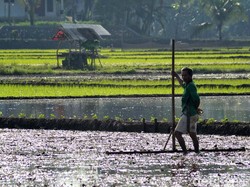 Petani Bakal Dapat Bantuan Rp 600.000, Bagaimana Pengawasannya?