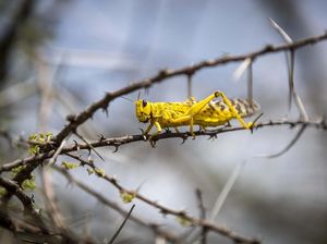 3 Tahap Daur Hidup Belalang, Dimulai saat Musim Panas