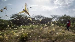 Hiii...Ngeri! Kenya Diserbu Miliaran Belalang
