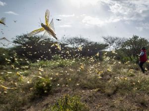 Hiii...Ngeri! Kenya Diserbu Miliaran Belalang