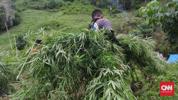 Ladang ganja di Aceh