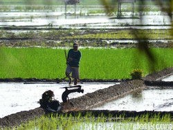 Data Pangan Sudah Sama, Jangan Ribut Lagi Soal Impor