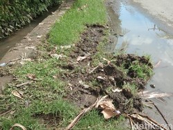 Protes Kerap Kebanjiran, Warga di Bali Tanam Pohon Pisang di Jalan