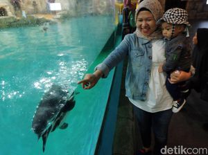 Harga Tiket Ocean Dream Samudra Ancol Mei 2024 Reguler dan Annual Harga Tiket Ocean Dream Samudra Ancol Mei 2024 Reguler dan Annual