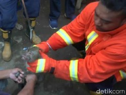 Cerita Penangkapan Monyet Peliharaan Lepas dan Gigit Warga di Probolinggo