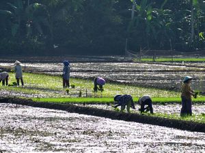 Cerita Sadili Kesulitan Cari Penggarap Sawah di Pangandaran Cerita Sadili Kesulitan Cari Penggarap Sawah di Pangandaran